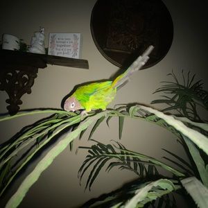 Meet your Posher, Xavier